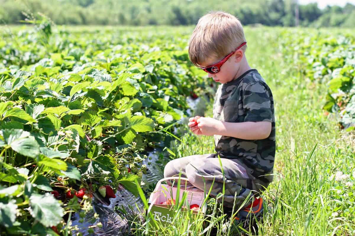 what to pack to pick strawberries with kids