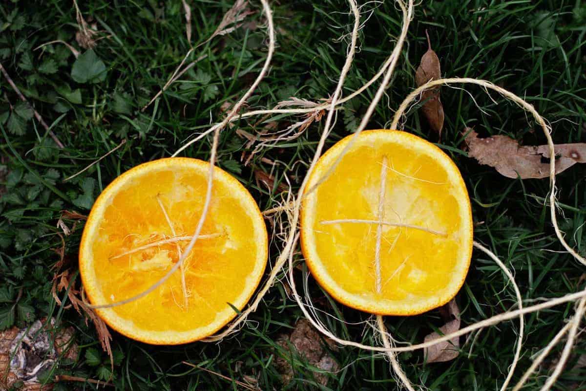 how to make a bird feeder from an orange