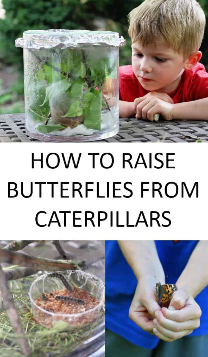 Raising Butterflies Indoors