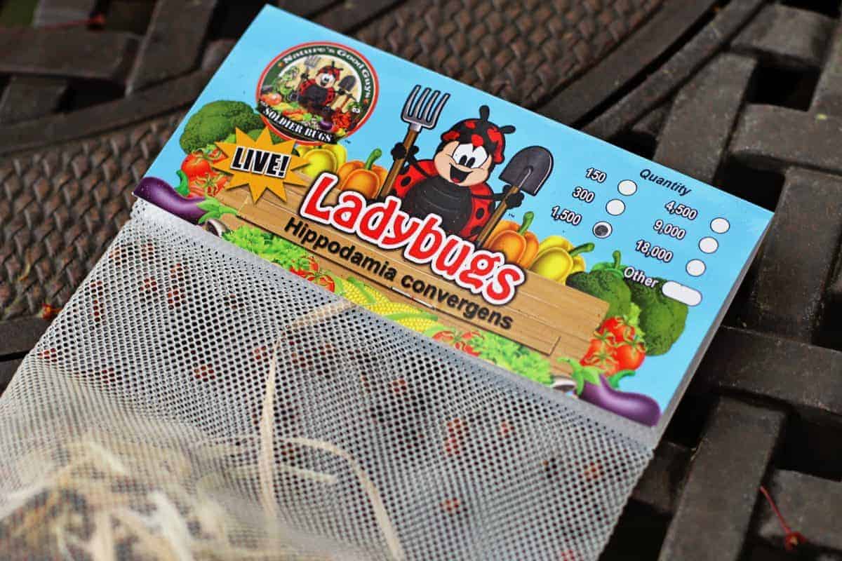 live ladybugs for your garden