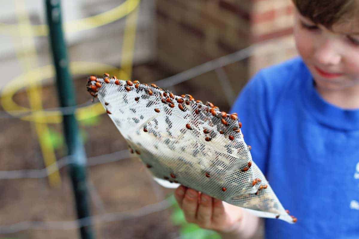 releasing ladybugs into your garden