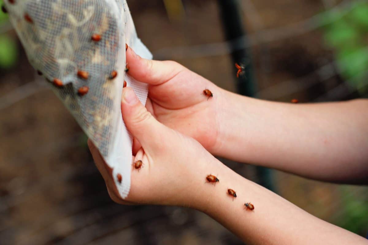 how to release ladybugs in your garden