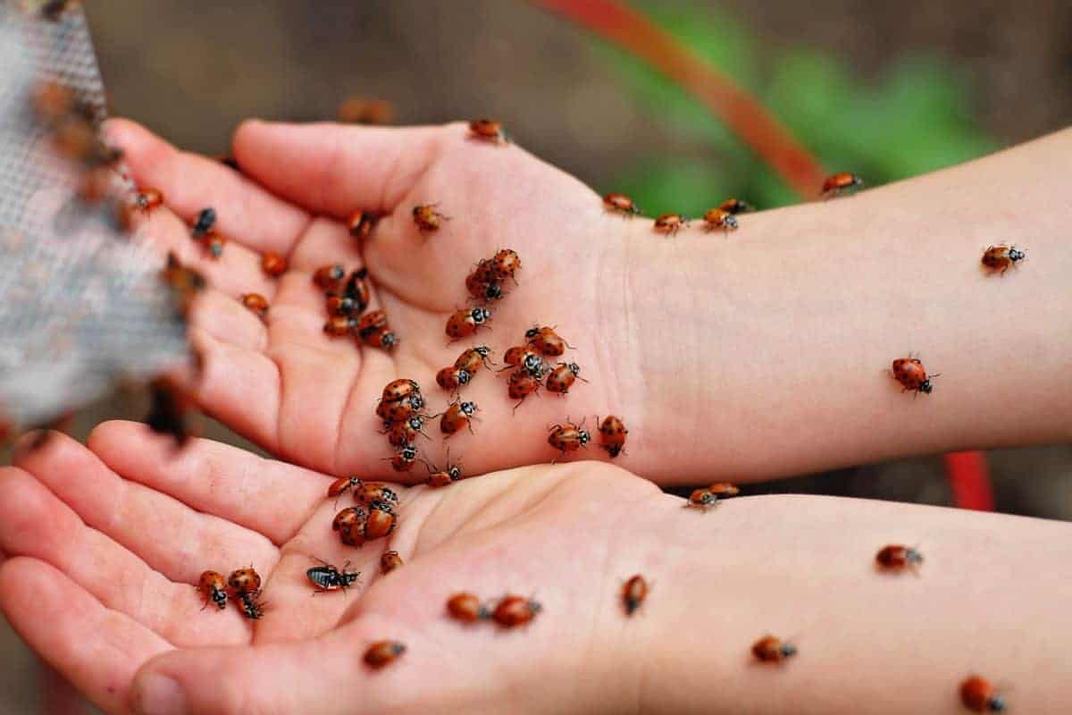 tips for releasing ladybugs into your garden