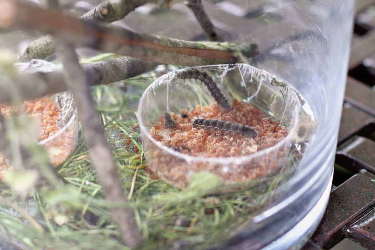 how to grow your own butterflies from caterpillars