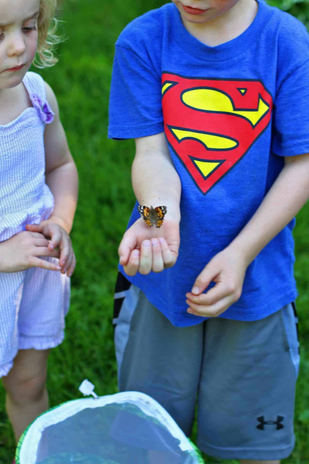 raising your own butterflies from caterpillars
