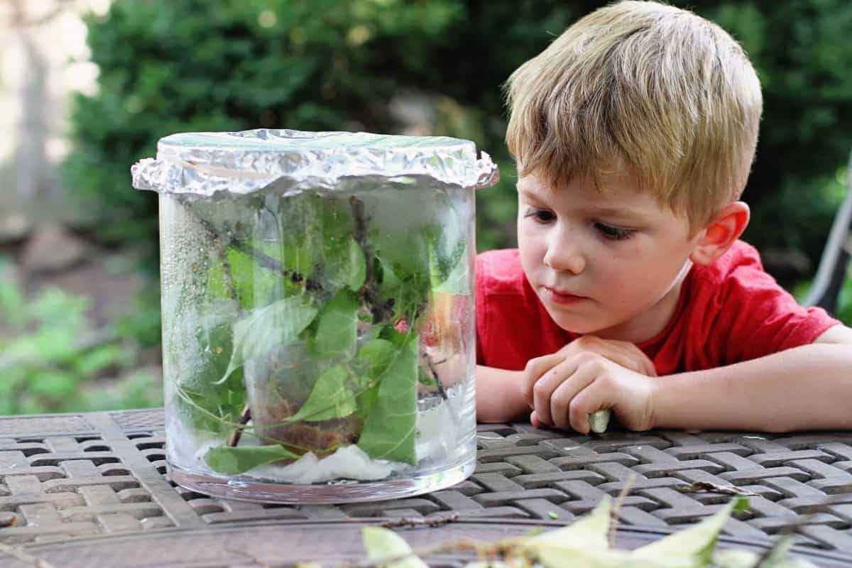 How to Raise Butterflies from Caterpillars with Kids