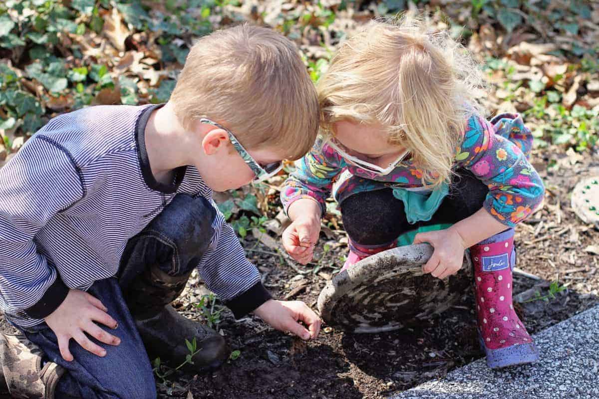 creating a wormery with kids