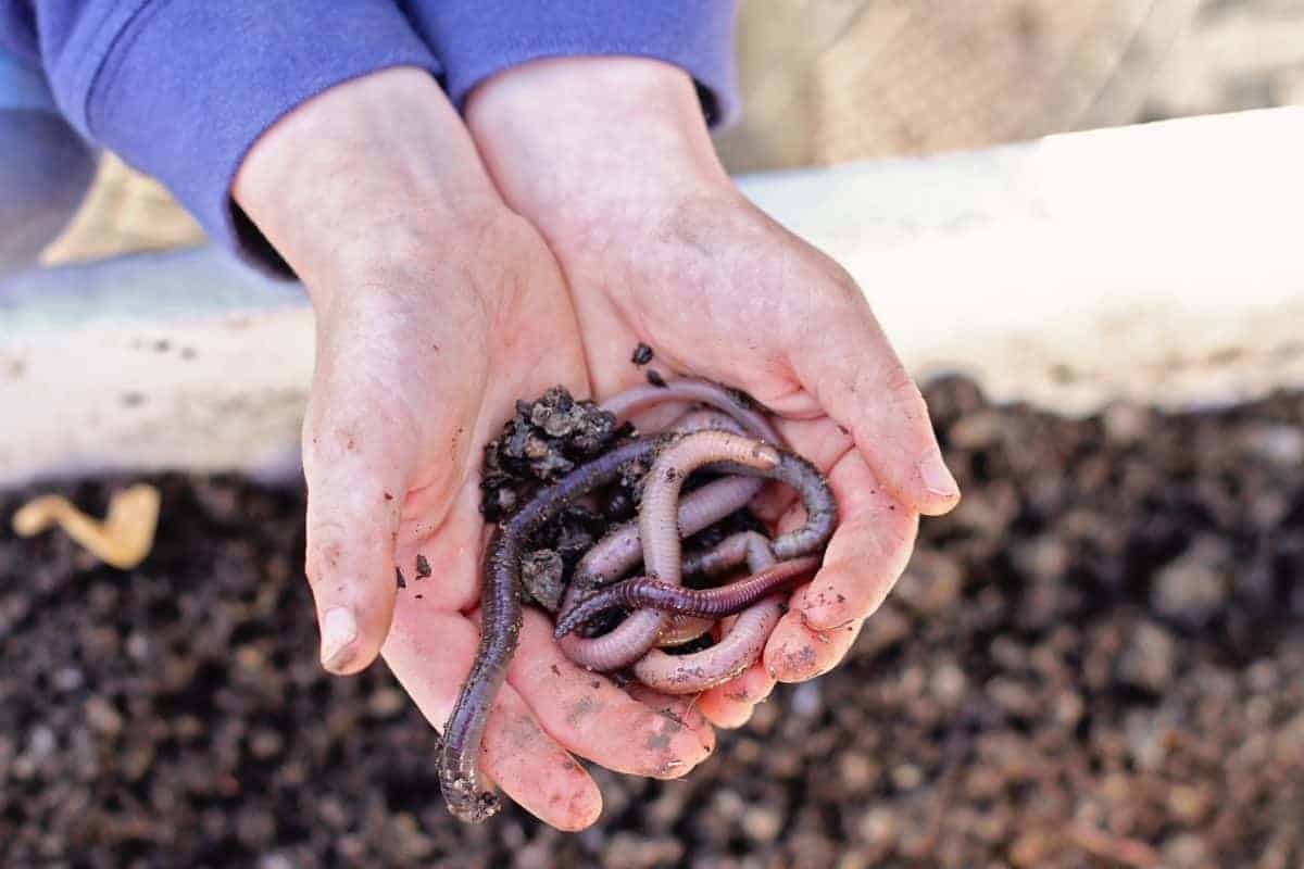 creating a wormery with kids from container