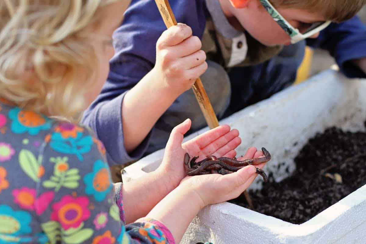 creating a wormery with kids for bait