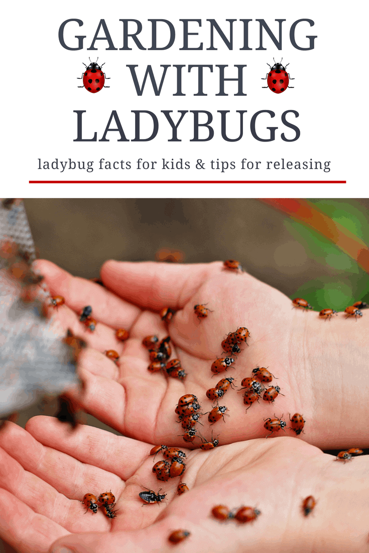 Gardening with ladybugs and releasing them with kids