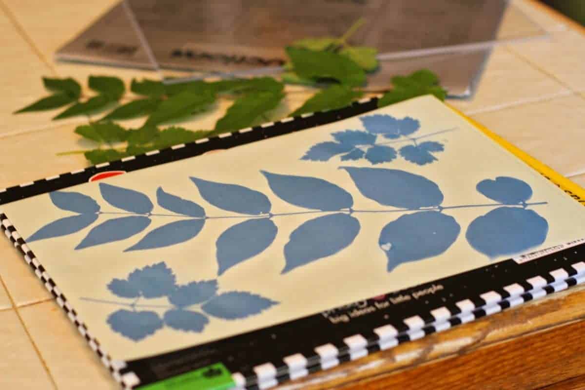 Sunprint Kit - Sun Printing Craft Kit - Cyanotype Paper Nature - Small