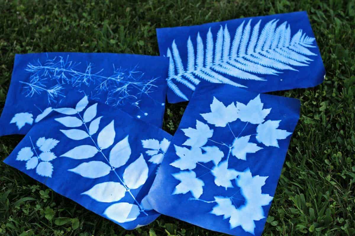 making sun print paper nature art with kids
