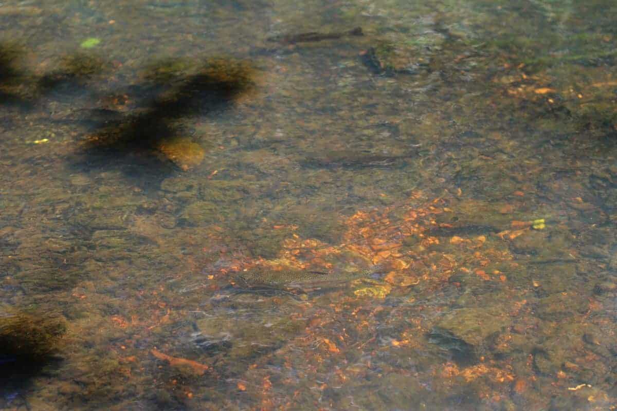 grand slam of trout dry run creek