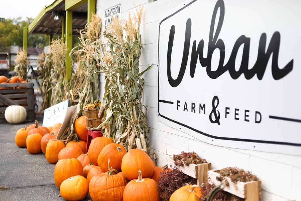 Family Guide to Urban Farm & Feed in Sandy Utah