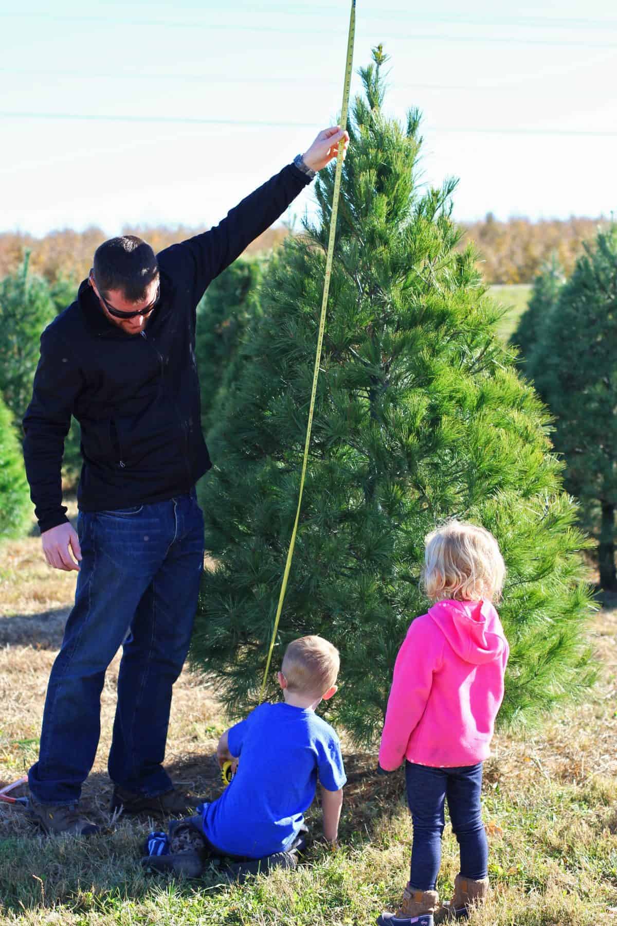 how to choose your own christmas tree to cut down
