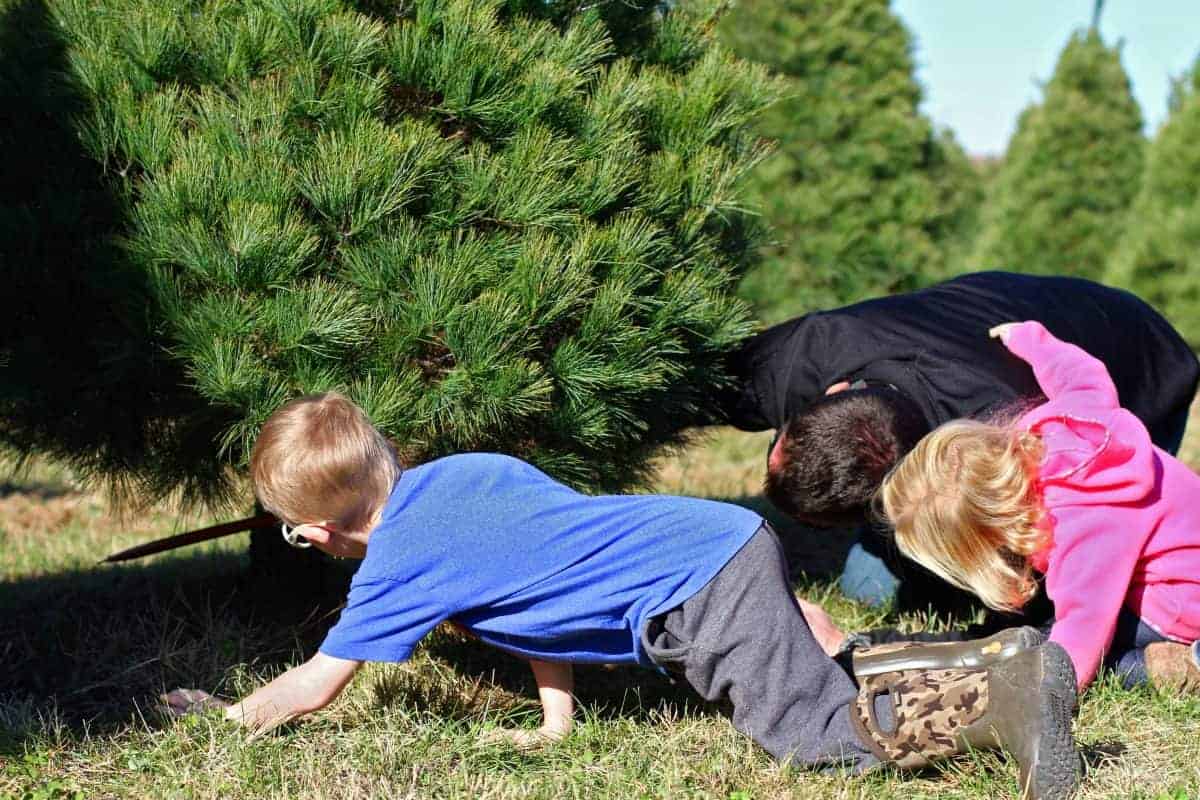 tips for cutting down your own christmas tree with kids