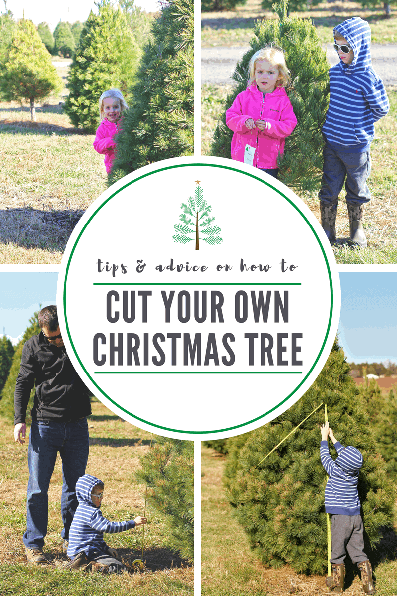 Tips & Advice on How To Cut Down Your Own Christmas Tree