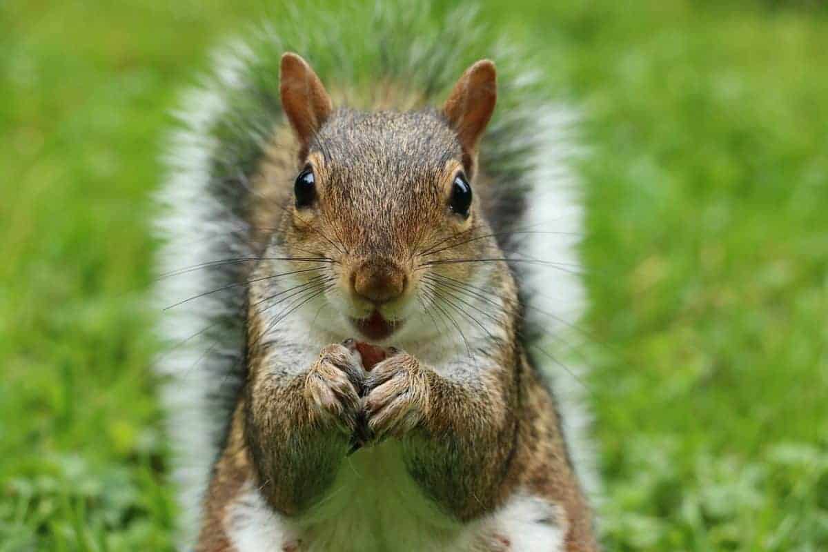 Squirrel Appreciation Day: Kid-Friendly Facts, Crafts, Books & Snacks