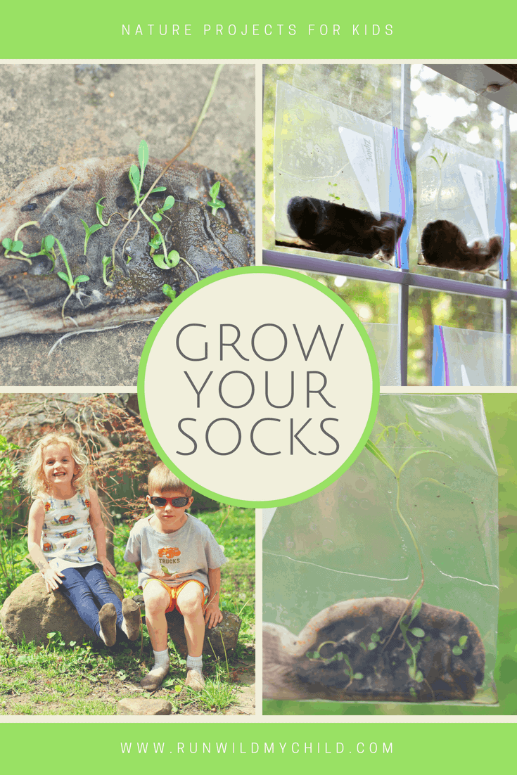 Grow your socks - nature science experiment for kids