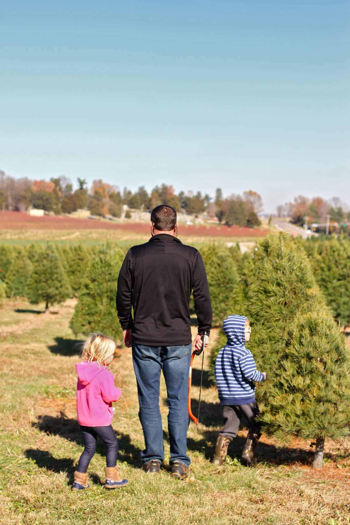 Tipps zum Fällen Ihres eigenen Weihnachtsbaums