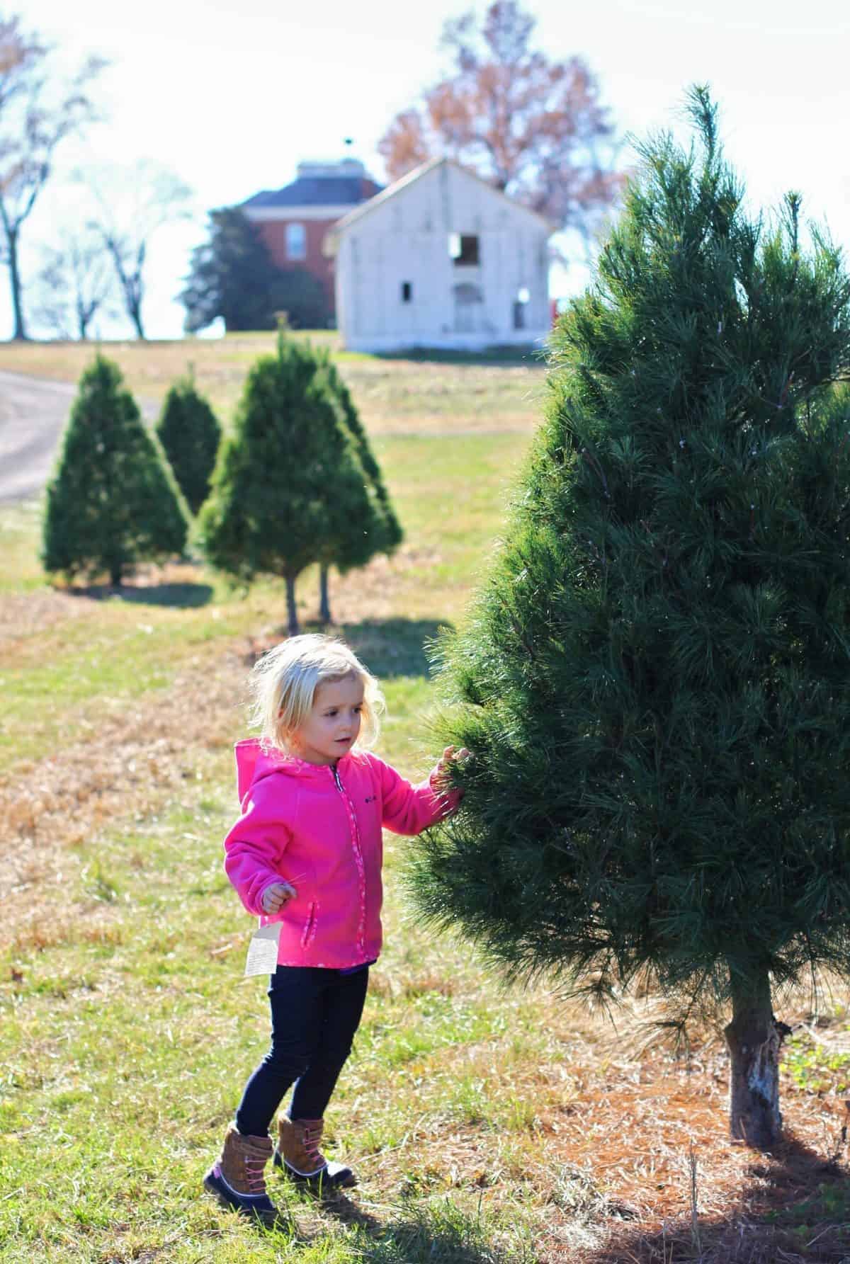 Cómo cortar tu propio árbol de Navidad con los niños