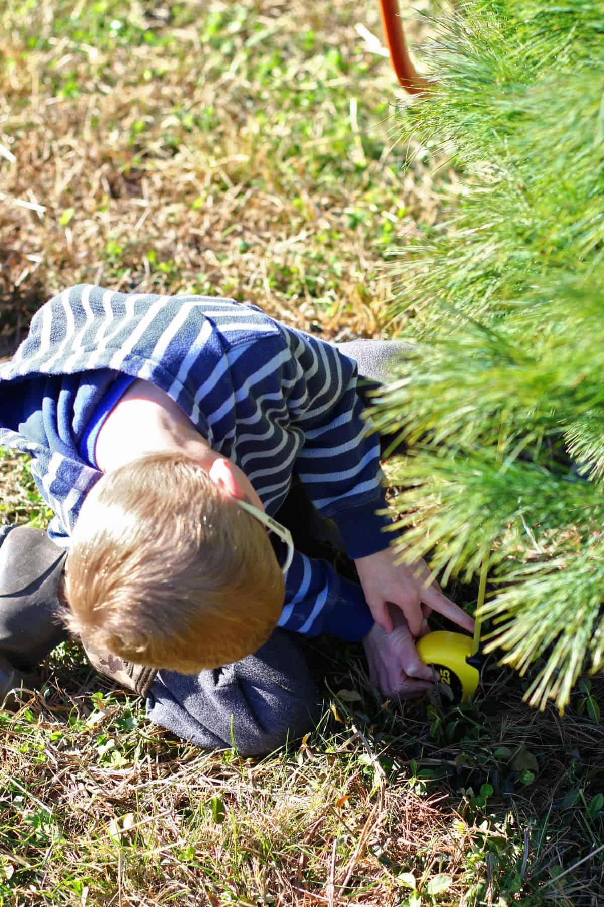 tagliare il proprio albero di Natale con i bambini