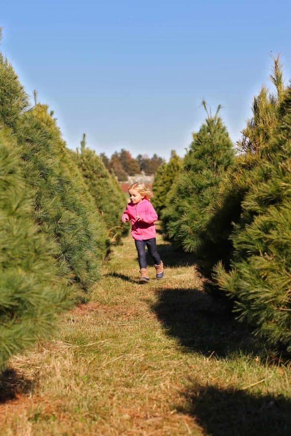 10 Tips on How to Choose & Cut Down Your Own Christmas Tree