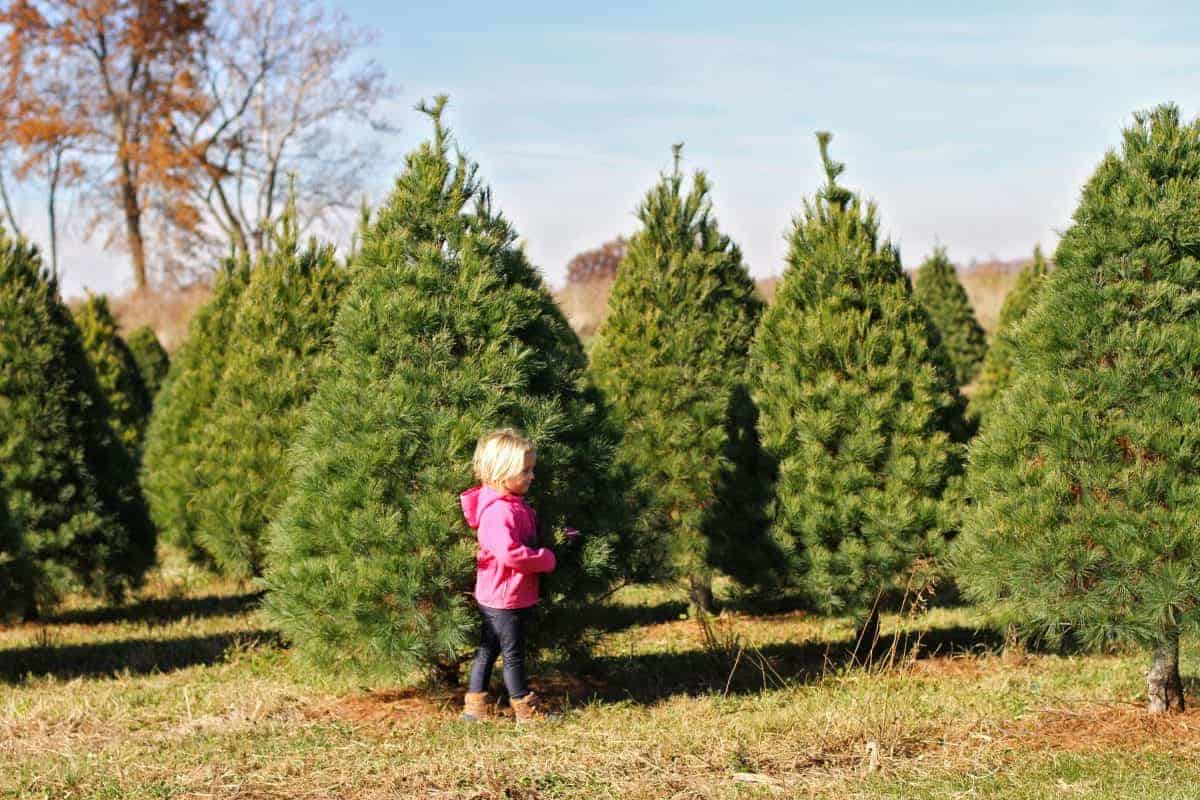 Mit Kindern auf eine Weihnachtsbaumfarm gehen