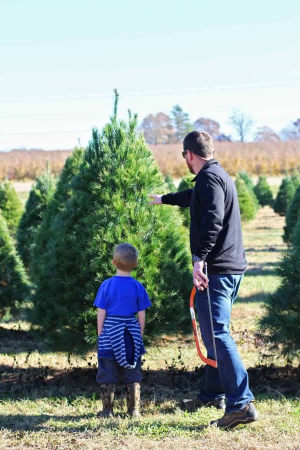 10 Tips on How to Choose & Cut Down Your Own Christmas Tree