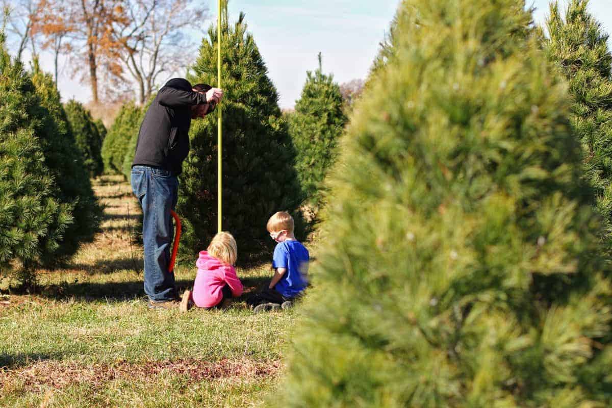 Elegir el árbol de Navidad adecuado