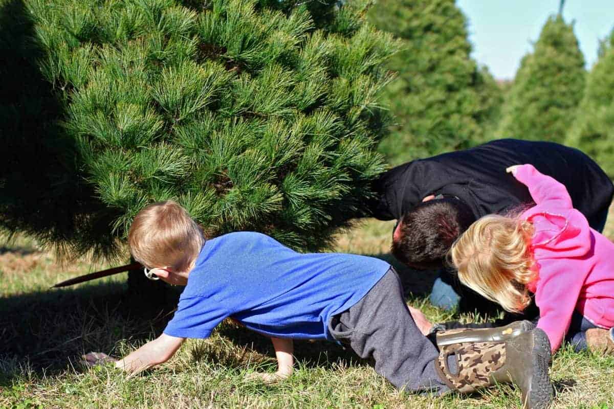 conseils pour couper son propre arbre de Noël avec des enfants