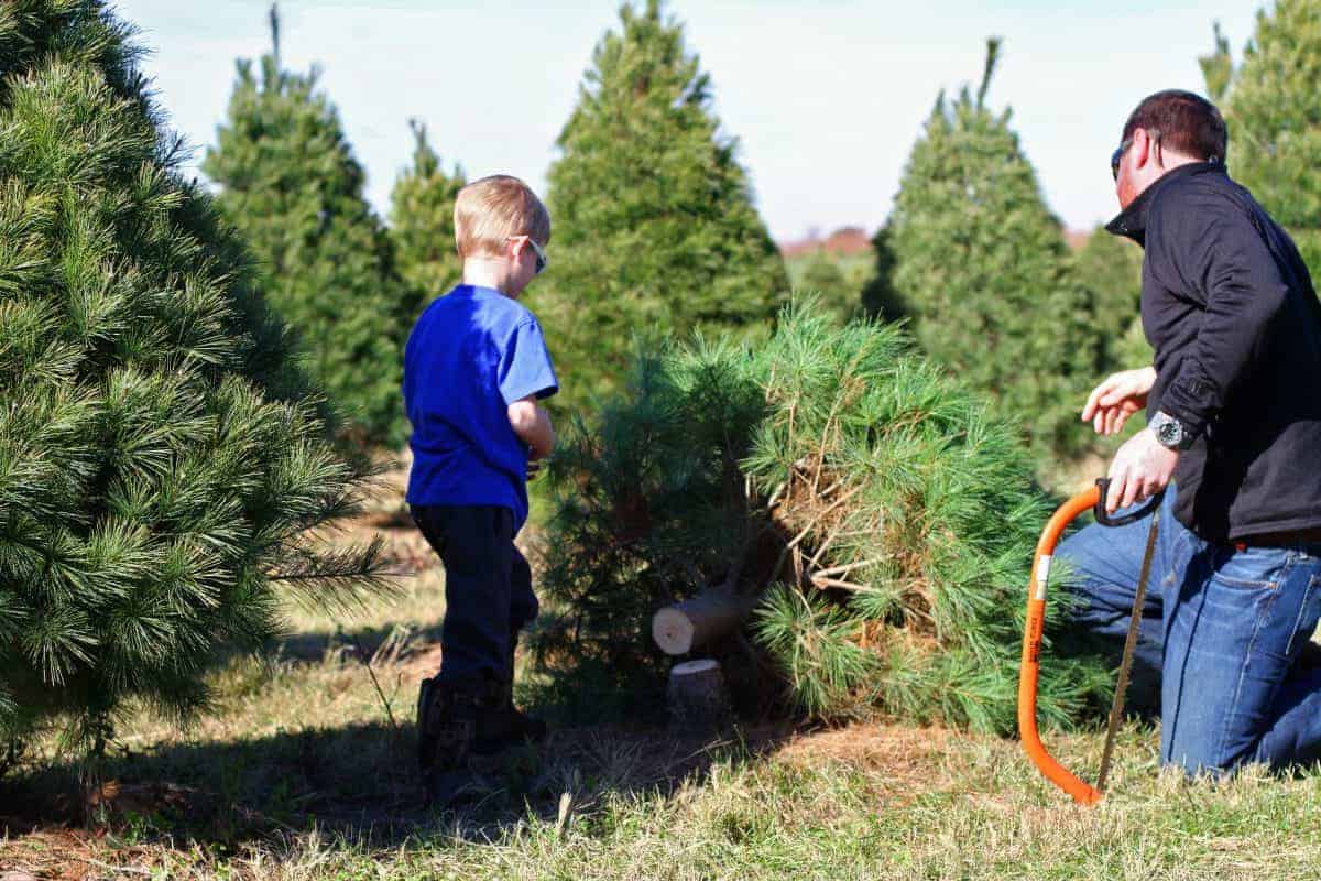 conseils pour couper son propre arbre de Noël. avec les enfants