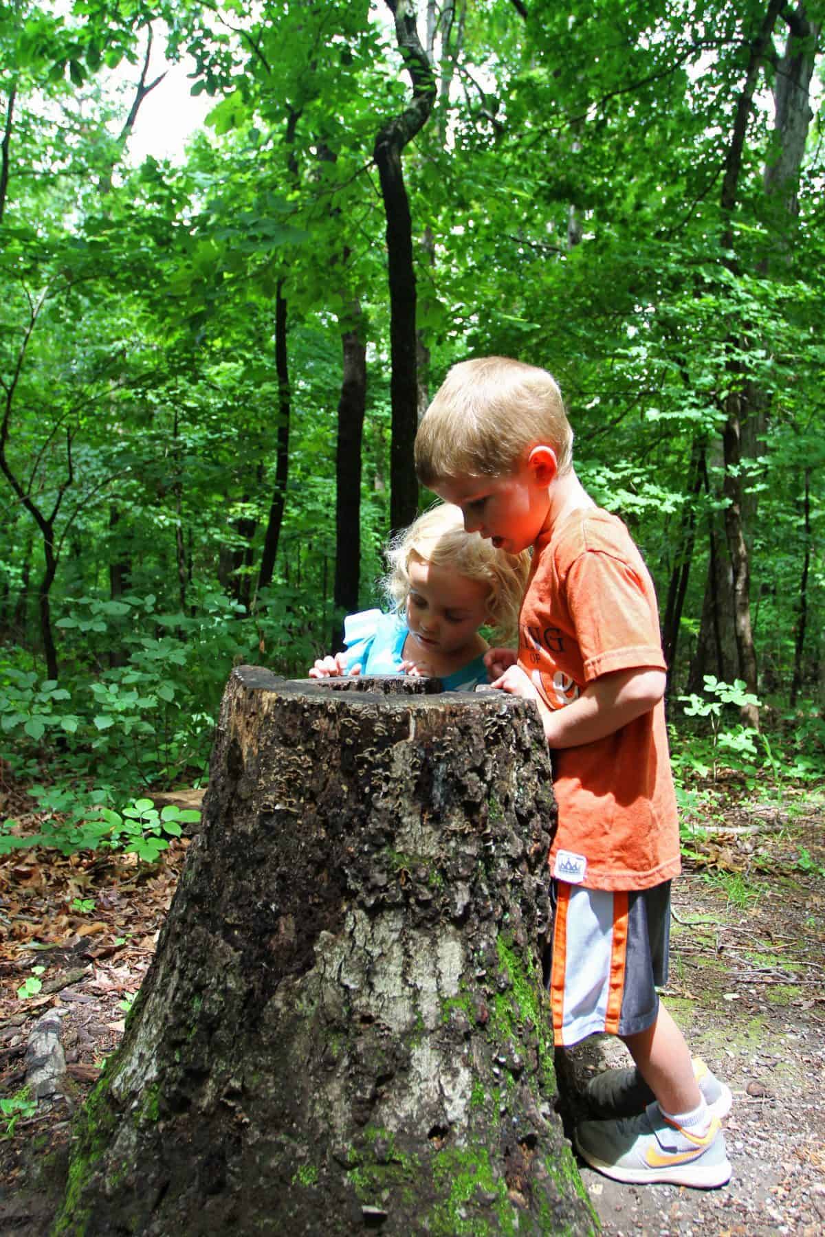 beginner tips for hiking with kids
