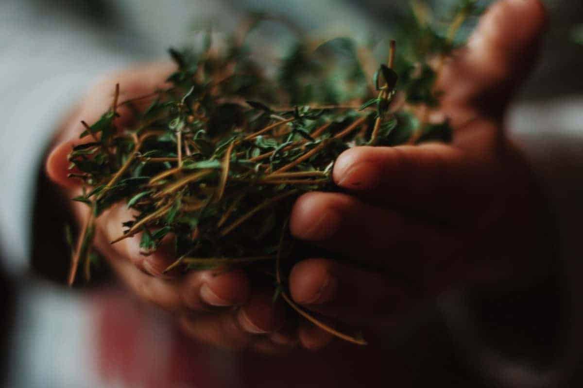 how to use herbs to make an all-natural cleaning solution