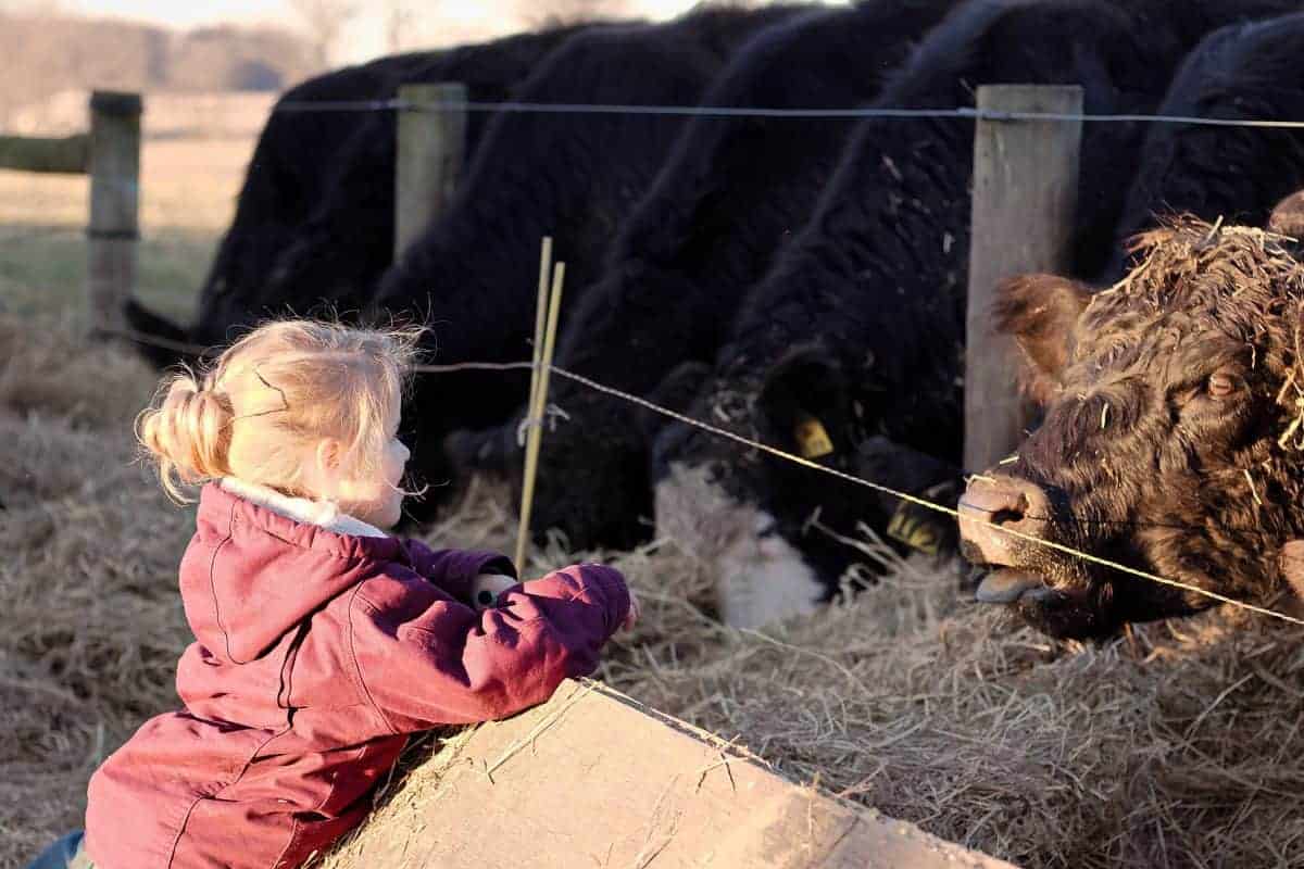 Winterarbeit auf der Rinderfarm