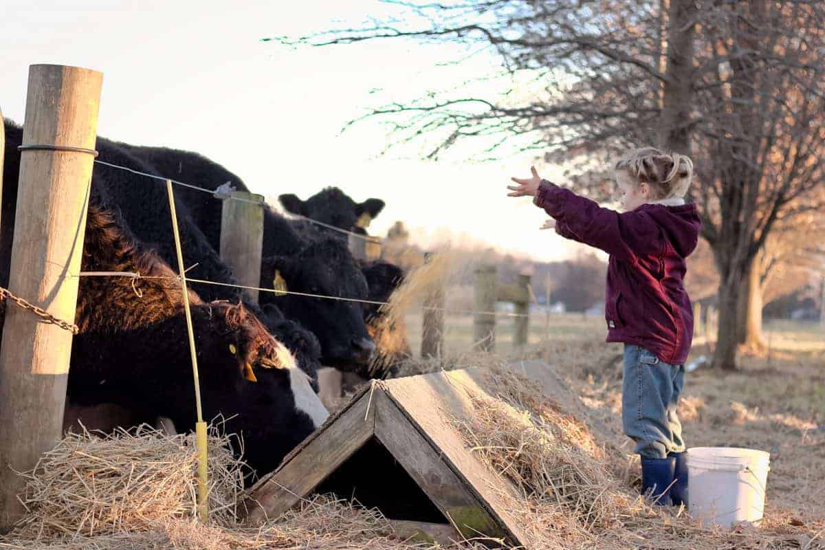 cattle farm sysslor för barn
