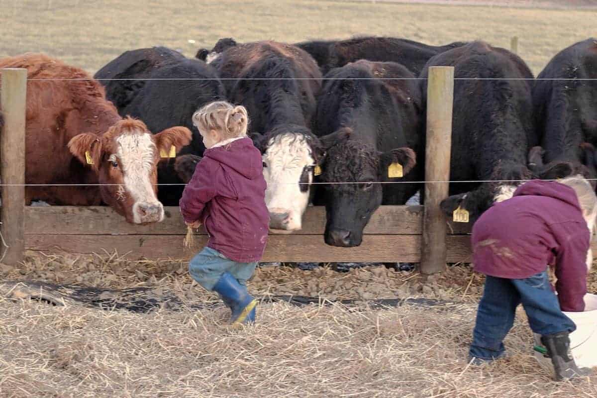 vida com crianças em uma fazenda de gado