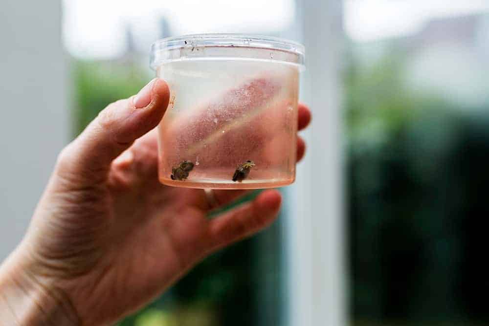 raising frogs from tadpoles with kids