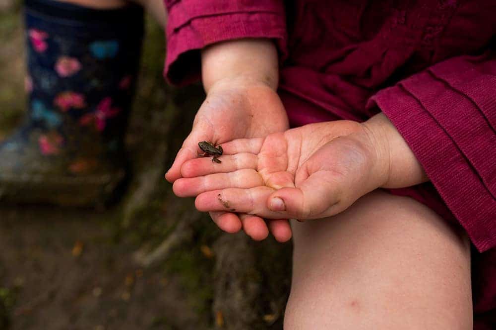 studying frogs and tadpoles with kids