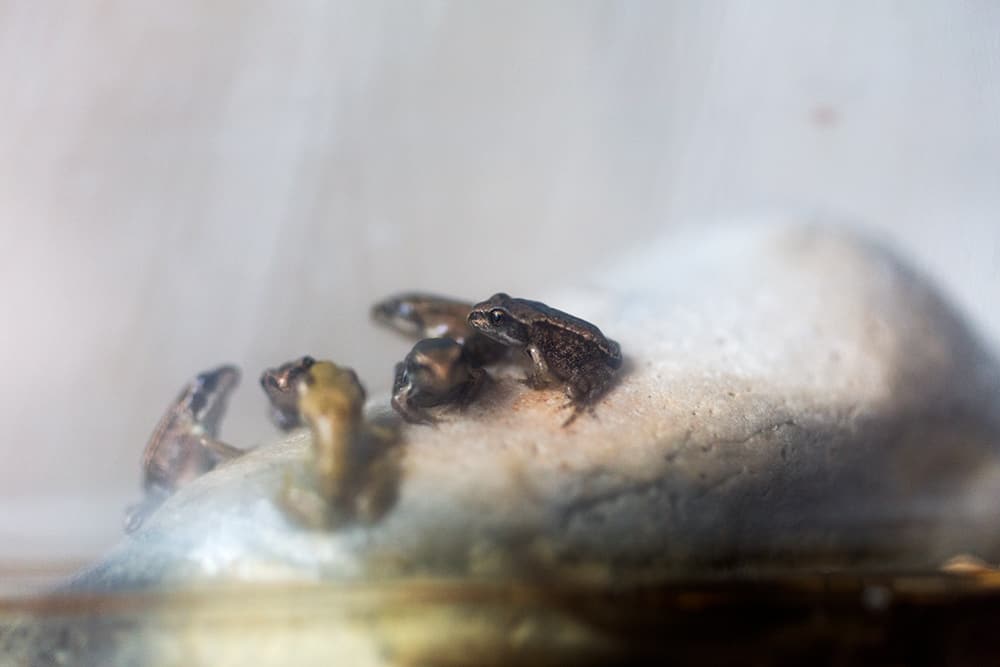 studying and raising frogs from tadpoles with kids