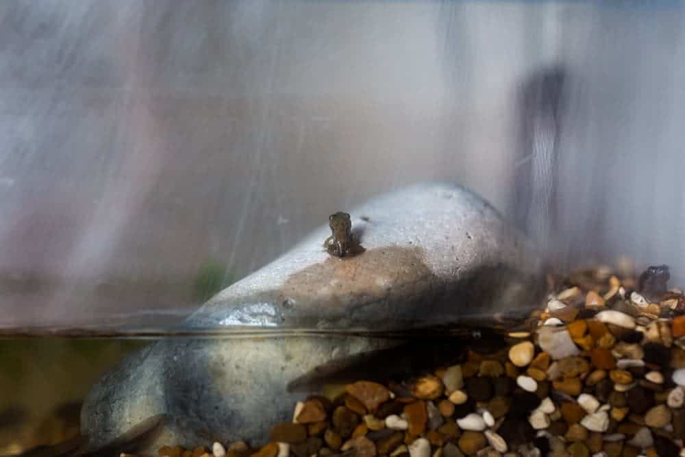 studying and raising frogs from tadpoles with kids