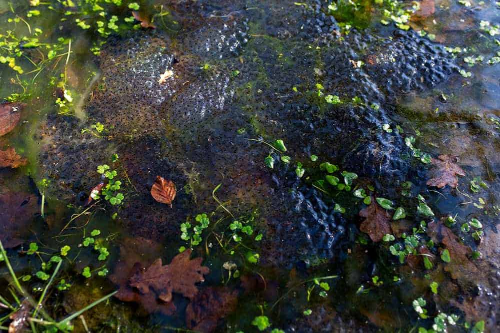 frogspawn in puddles and streams