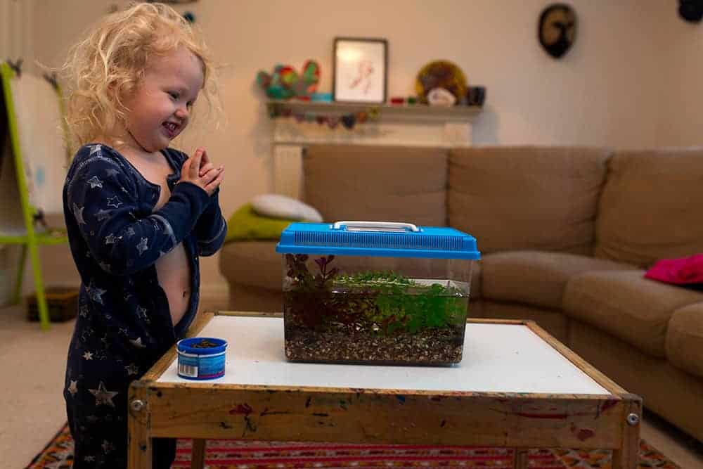 tips for raising tadpoles with kids