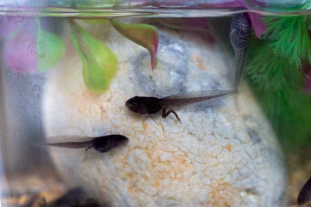 raising tadpoles and frogs with kids