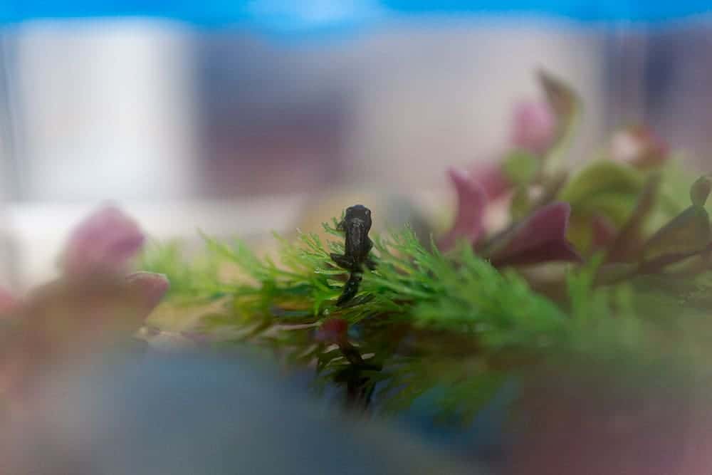 how to raise tadpoles at home in a tank