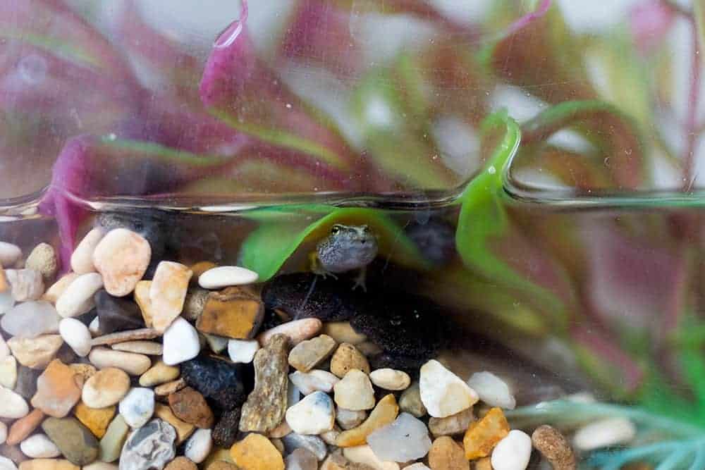 tips for raising tadpoles and frogs with kids