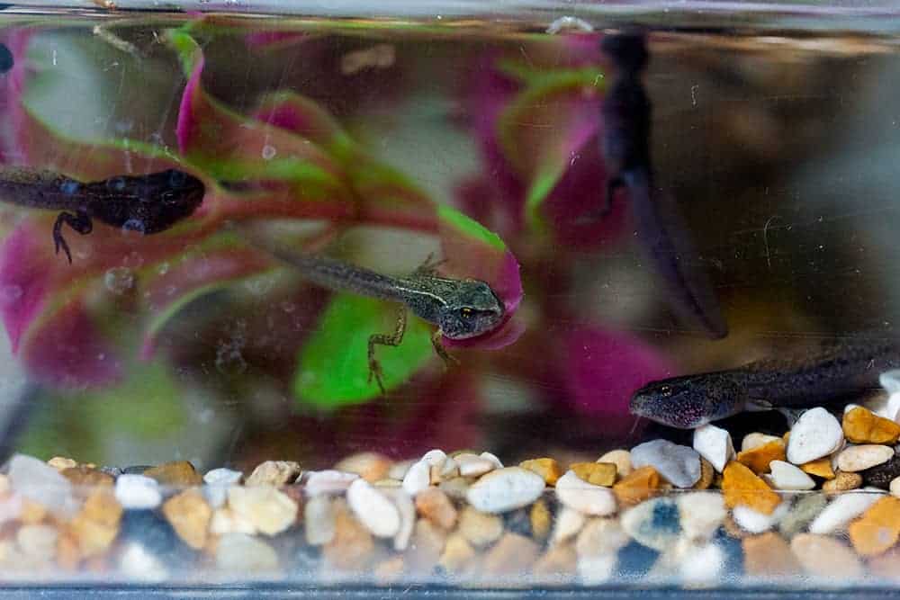 studying tadpoles and frogs with kids