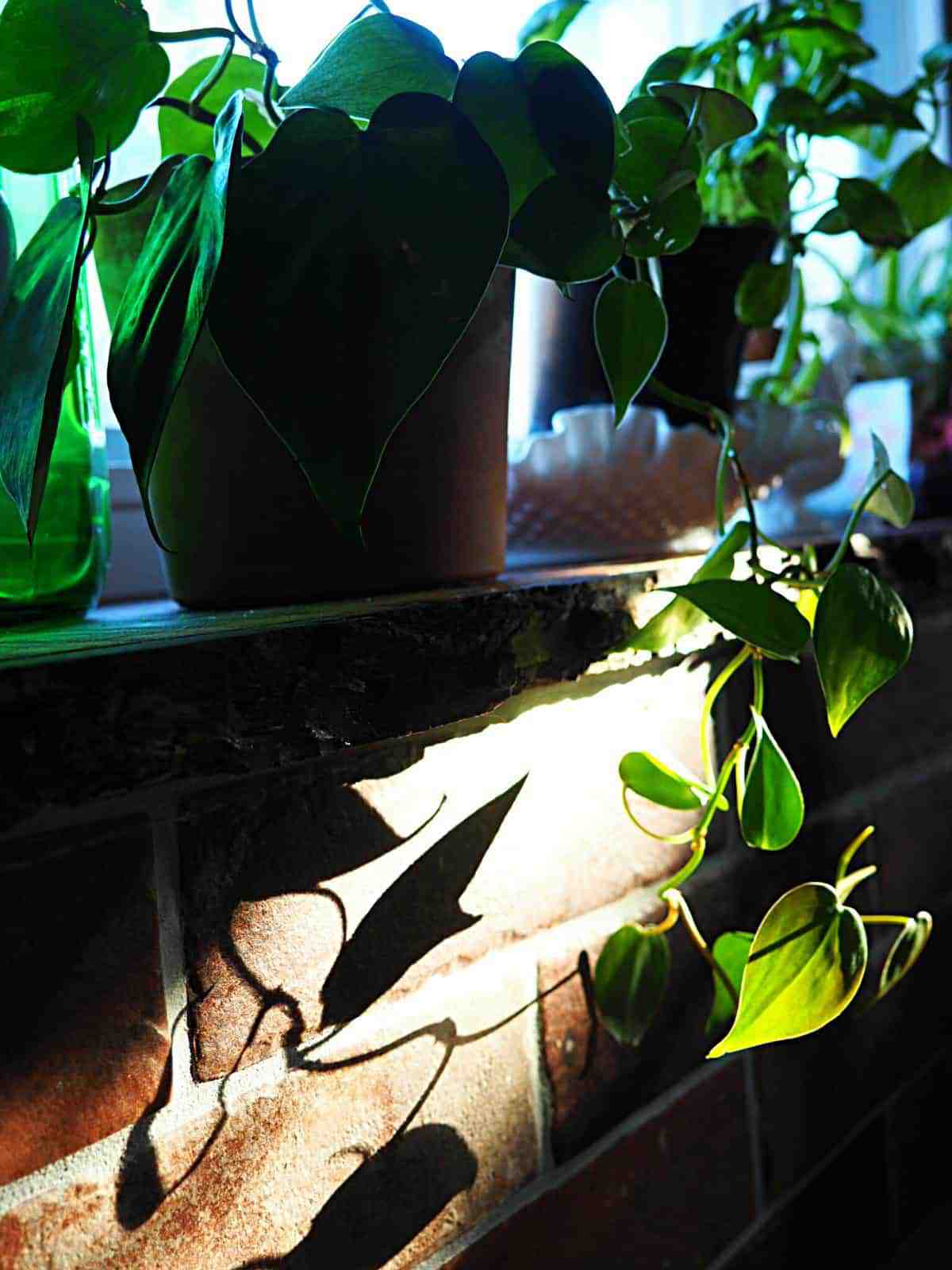 bring nature indoors with plants