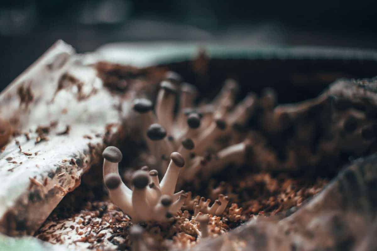 mushroom growing kit for kids