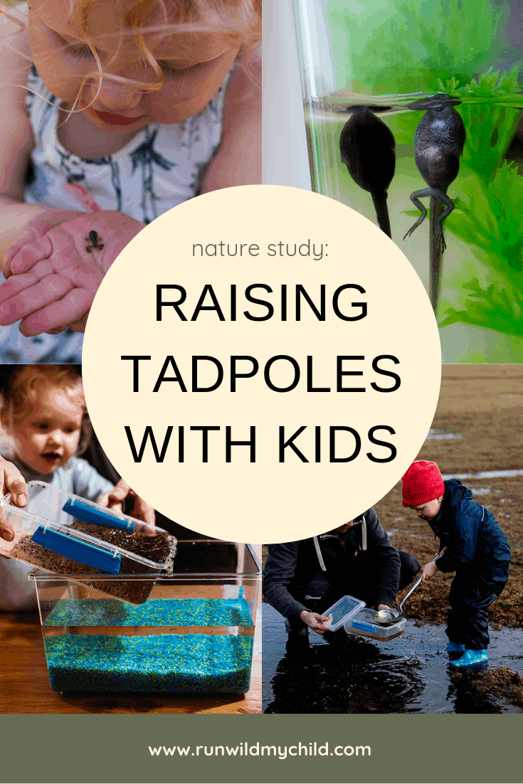 Nature Study: Raising Tadpoles with Kids • RUN WILD MY CHILD